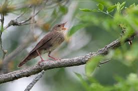 Image result for Locustella fluviatilis