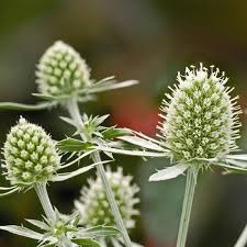 Attēlu rezultāti vaicājumam “Eryngium planum leaf”