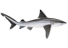 Image result for Carcharhinus leucas