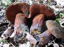Attēlu rezultāti vaicājumam “Boletus luridus”