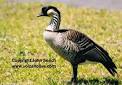 NENE, Hawaii's Endangered Bird - John Seach