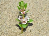 Attēlu rezultāti vaicājumam “Glaux maritima leaf”