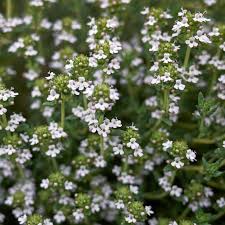 Attēlu rezultāti vaicājumam “Thymus vulgaris leaf”