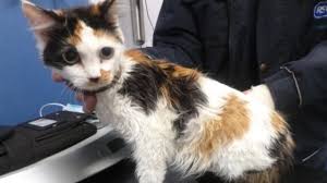 Image result for cat found