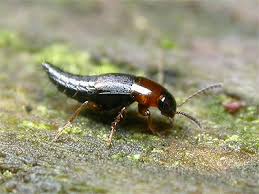 Attēlu rezultāti vaicājumam “Tachyporus sp.”