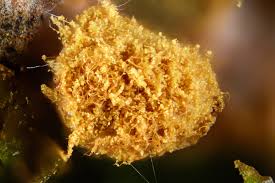 Attēlu rezultāti vaicājumam “Trichia contorta sessile”