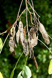 Attēlu rezultāti vaicājumam “Robinia pseudoacacia fruit”