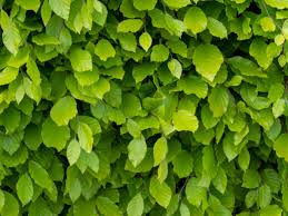 Attēlu rezultāti vaicājumam “Fagus sylvatica leaf”