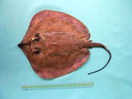 Image result for Dasyatis chrysonota