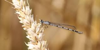 Attēlu rezultāti vaicājumam “Odonata”