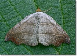 Attēlu rezultāti vaicājumam “Laspeyria flexula”