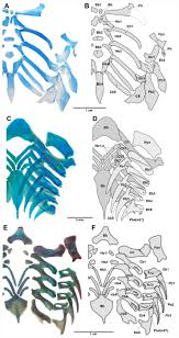 Image result for Callorhinchus capensis