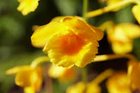 Attēlu rezultāti vaicājumam “Chrysotoxum sp.”