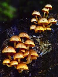 Attēlu rezultāti vaicājumam “Mycena”