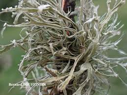 Attēlu rezultāti vaicājumam “Ramalina calicaris”