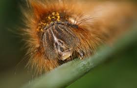 Attēlu rezultāti vaicājumam “Euthrix potatoria larva”