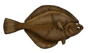 Image result for Liopsetta glacialis