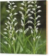 Attēlu rezultāti vaicājumam “Cephalanthera longifolia”