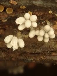 Attēlu rezultāti vaicājumam “Badhamia nitens sessile”