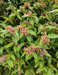 Attēlu rezultāti vaicājumam “Lonicera”