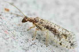 Attēlu rezultāti vaicājumam “Hemerobius perelegans”