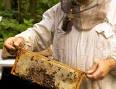 Beekeeping - First Steps to be a Beekeeper - How to Get Started in ...