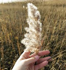 Attēlu rezultāti vaicājumam “Phragmites communis fruit”