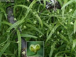 Attēlu rezultāti vaicājumam “Veronica scutellata flower”