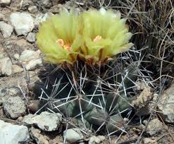 Attēlu rezultāti vaicājumam “Symphytocarpus trechisporus”