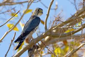 Image result for Falco columbarius