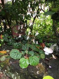 Attēlu rezultāti vaicājumam “Saxifraga tridactylites fruit”