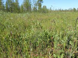 Attēlu rezultāti vaicājumam “Salix myrtilloides leaf”