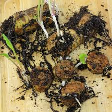 Attēlu rezultāti vaicājumam “Armoracia rusticana bud”