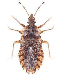 Attēlu rezultāti vaicājumam “Aradus betulae”