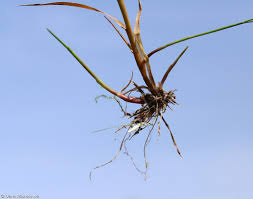 Attēlu rezultāti vaicājumam “Agrostis capillaris”