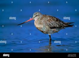 Attēlu rezultāti vaicājumam “Limosa lapponica adult”