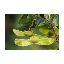 Attēlu rezultāti vaicājumam “Acer campestre fruit”