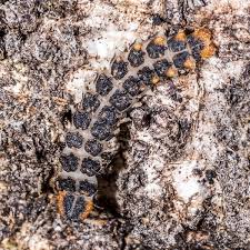 Attēlu rezultāti vaicājumam “Lycidae”