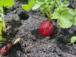 Image result for Radieschen