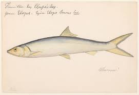 Image result for Elops saurus