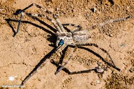 Attēlu rezultāti vaicājumam “Sparassidae”