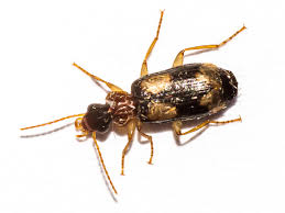 Attēlu rezultāti vaicājumam “Dromius quadrimaculatus”