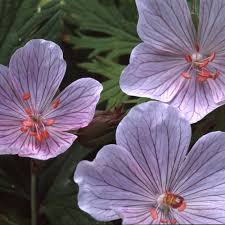 Attēlu rezultāti vaicājumam “Geranium pratense flower”