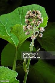 Attēlu rezultāti vaicājumam “Petasites hybridus”