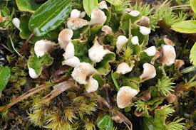 Attēlu rezultāti vaicājumam “Peltigera leucophlebia”