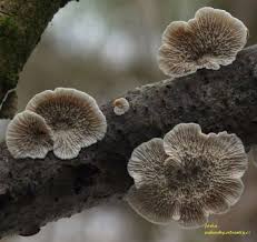 Attēlu rezultāti vaicājumam “Vibrissea decolorans”