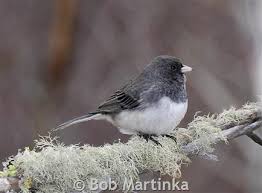 Image result for Junco hyemalis