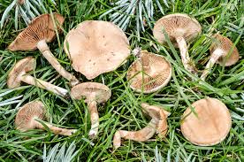 Attēlu rezultāti vaicājumam “Ombrophila violacea spores”