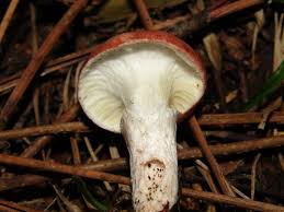 Attēlu rezultāti vaicājumam “Gomphidius roseus”