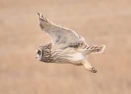 Attēlu rezultāti vaicājumam “Asio flammeus adult”